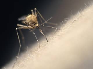 Mug doodslaan? Met gaatjesvliegenmepper meer succes dan met je blote hand