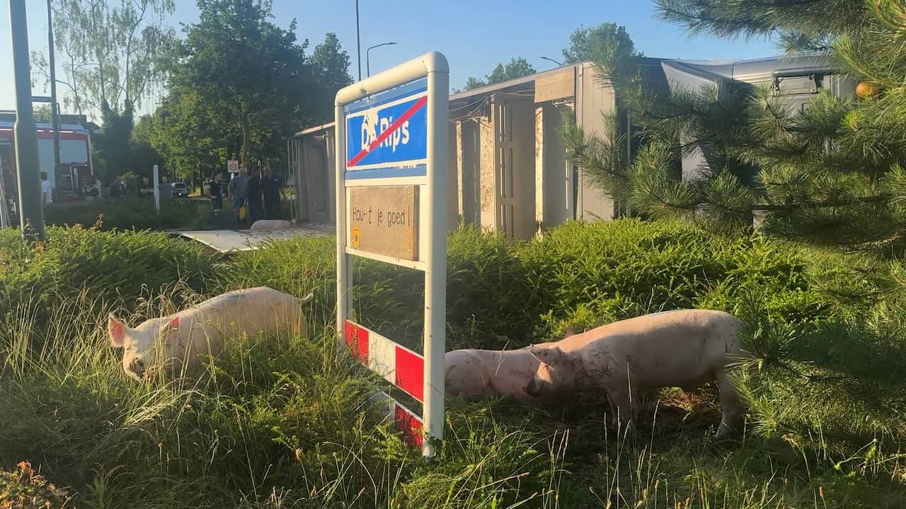 Video | Varkens struinen rond nadat vrachtwagen kantelt in De Rips