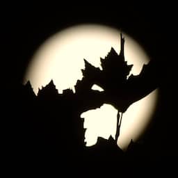 In beeld | Zo werd de grootste supermaan van het jaar vastgelegd: 'Geluksmoment'