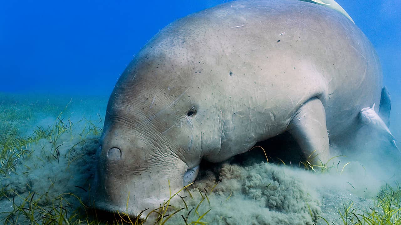 Lijst bedreigde diersoorten groeit: zeeoren, zeekoeien en koralen