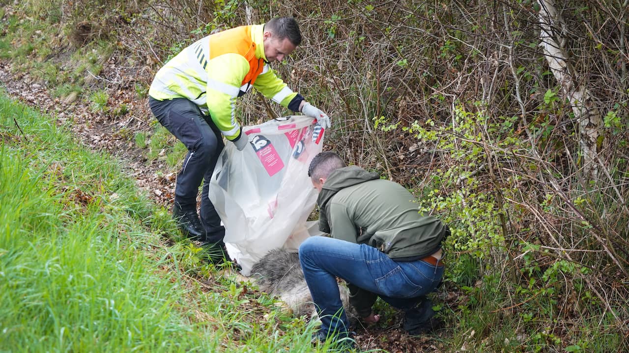 Voor derde dag op rij dode wolf gevonden: dier doodgereden in Gelderland