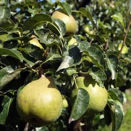 Fruit will be smaller and more expensive this autumn due to drought in Europe