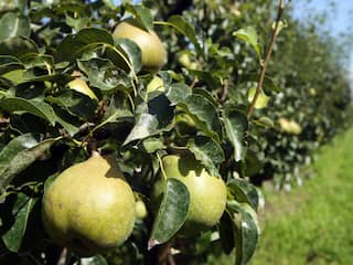 Fruit wordt dit najaar wat kleiner en duurder door droogte in Europa