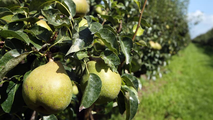Fruit wordt dit najaar wat kleiner en duurder door droogte in Europa