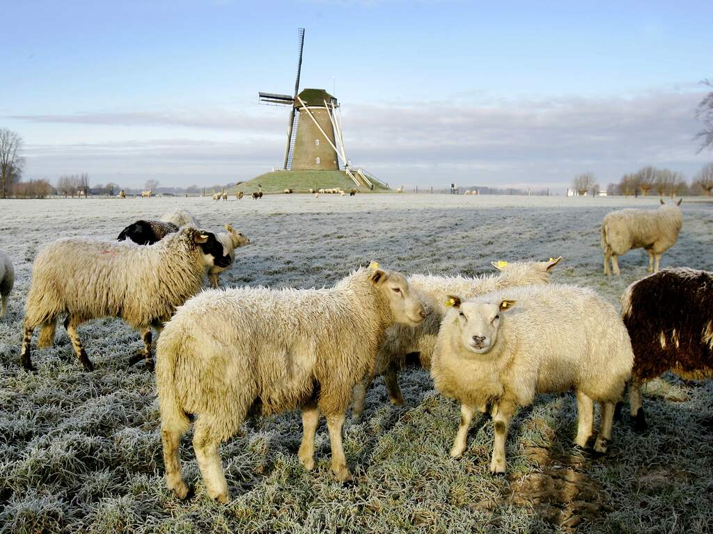 Weerbericht: Dag begint bewolkt, 's middags regent het
