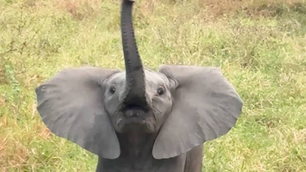 Video | Babyolifant doet zijn best om toeristen bang te maken