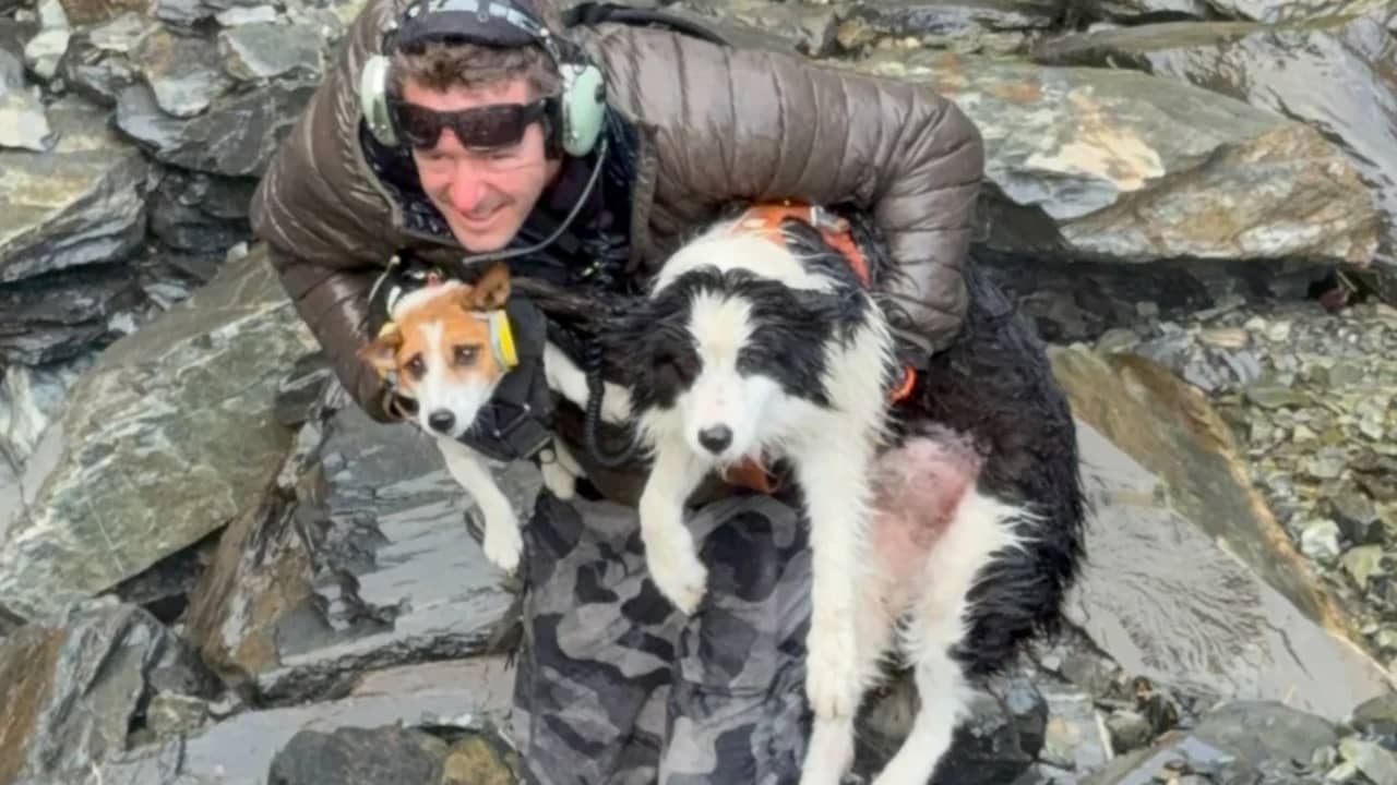 Hond na week in wildernis Nieuw-Zeeland herenigd met baasje dat van waterval viel
