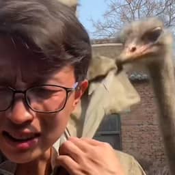 Video | Chinese man wordt steeds door struisvogels onderbroken tijdens presentatie