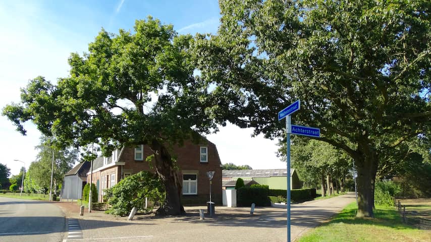 Oudste eik van Nederland is mogelijk achthonderd jaar en staat in Noord