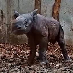 Video | Bewakingscamera filmt geboorte puntlipneushoorn in B