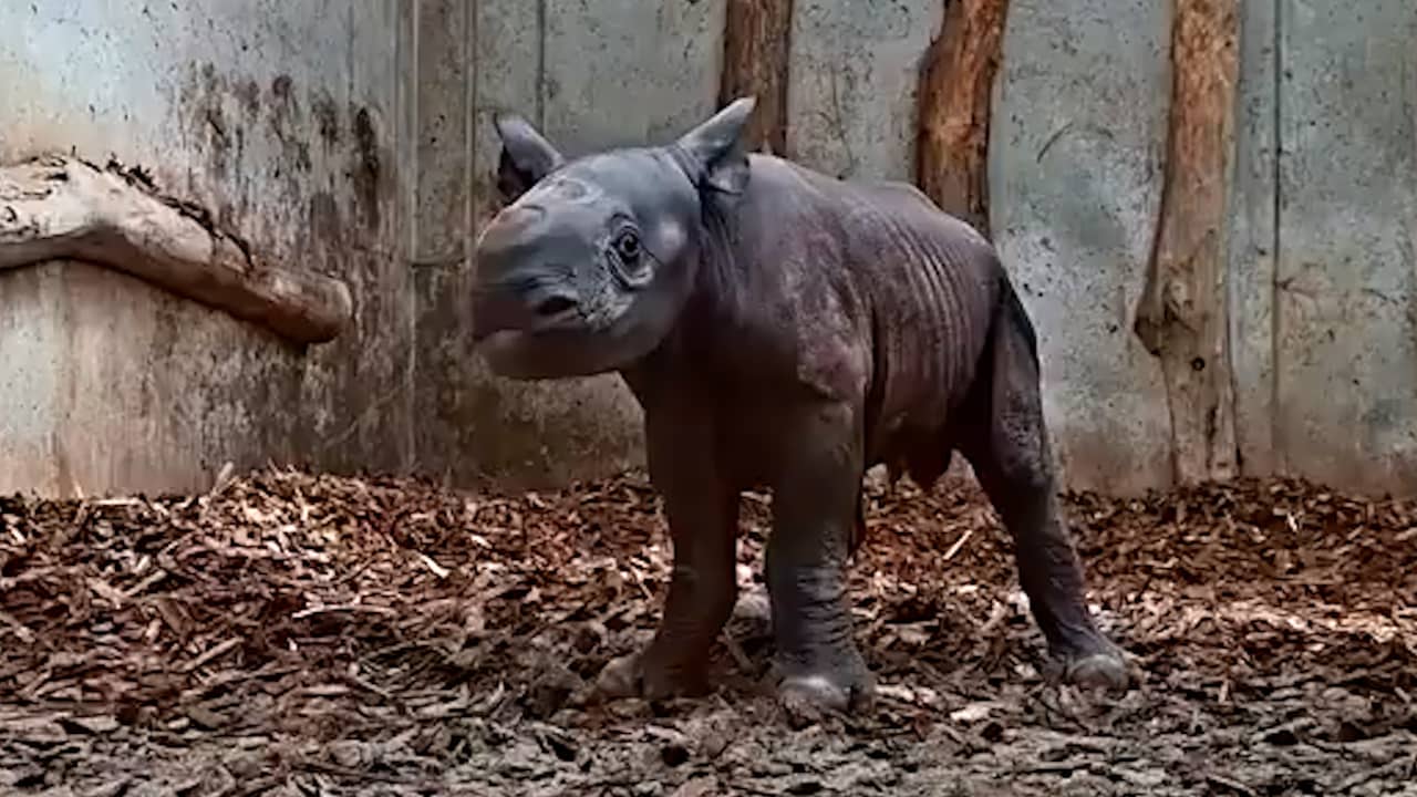 Video | Bekijk de geboorte van de zeldzame puntlipneushoorn in Beekse Bergen