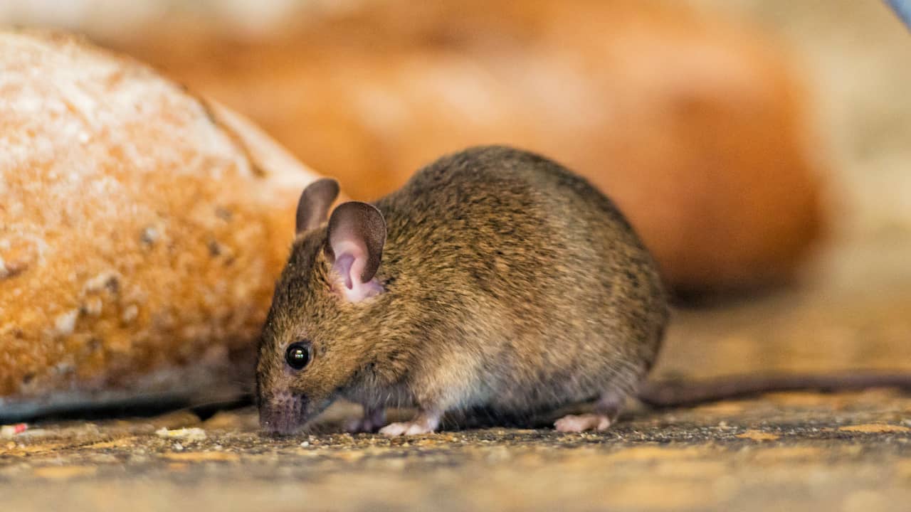 Grote delen van Australië worden geteisterd door muizenplaag na recordoogst