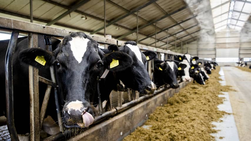 Boer Niesing gaat samen met Staatsbosbeheer voor natuurinclusieve boerderij | Alphen aan den Rijn | NU.nl
