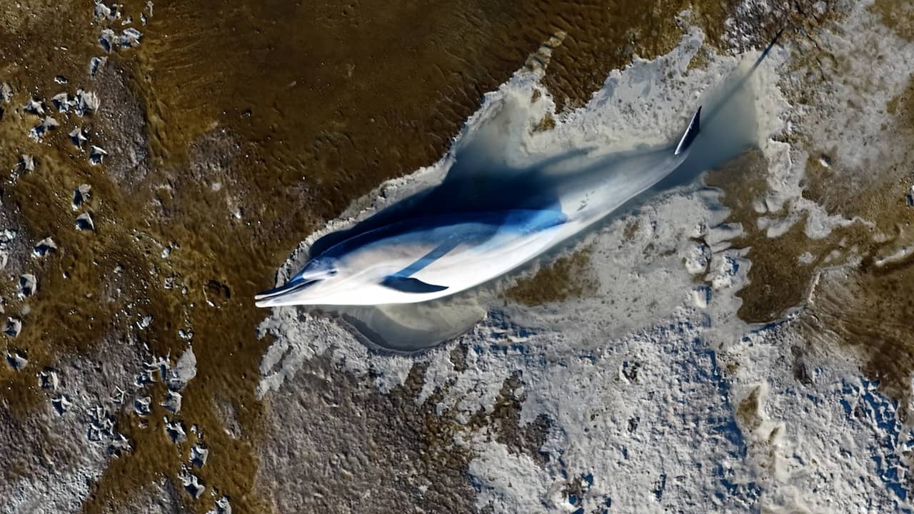 Video | Drone filmt tweede aangespoelde dolfijn in Fries dorp Wierum