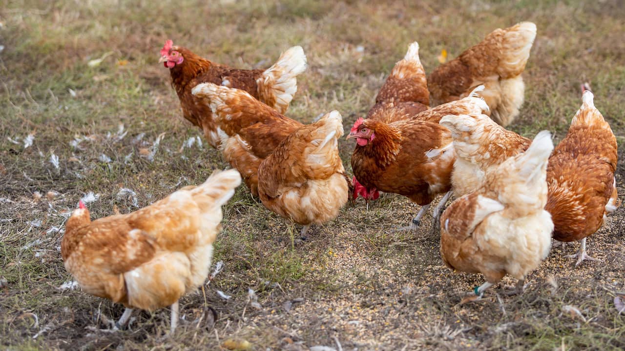 Vogelgriep vastgesteld bij pluimveebedrijf in Gelderse plaats Altforst