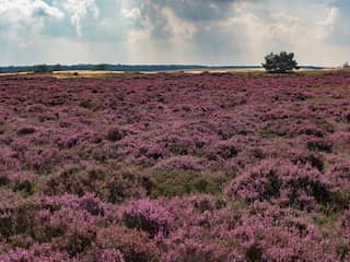 Wolven, water, kalk en veel minder mest: zo kan leven terugkeren op de Veluwe
