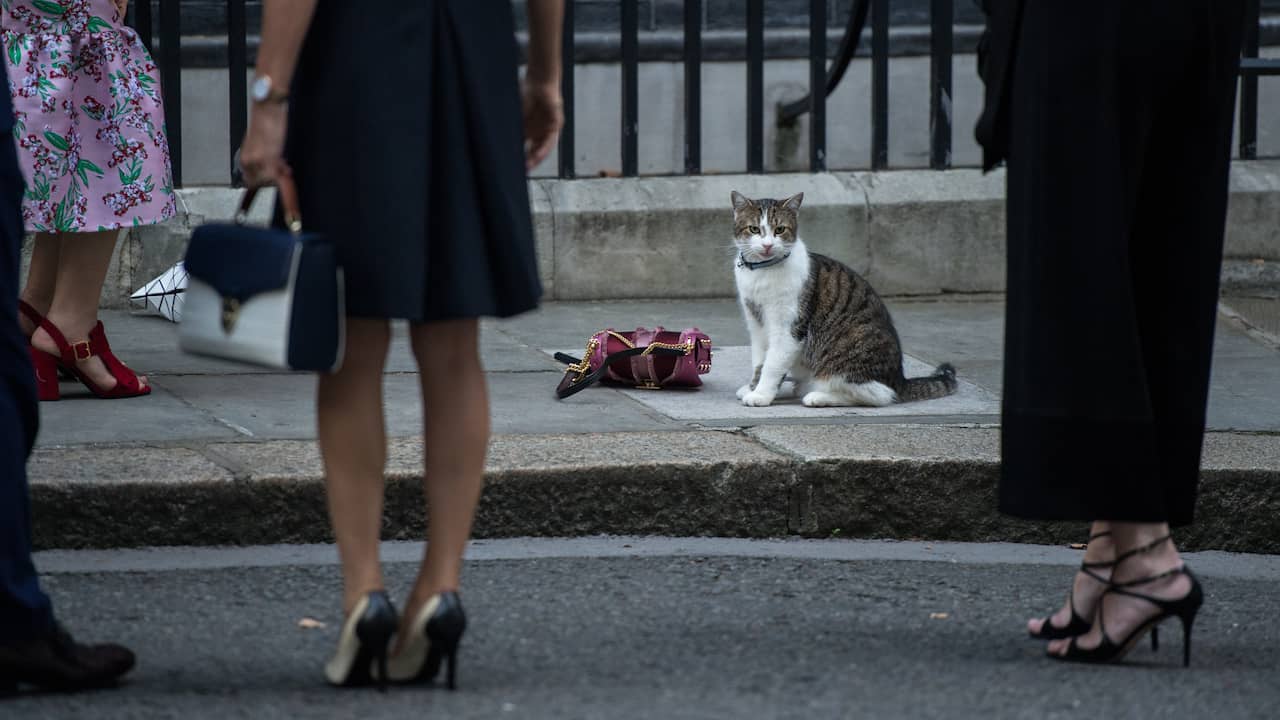 Larry the Cat en JoJo krijgen gezelschap van nieuwe kat op Downing ...