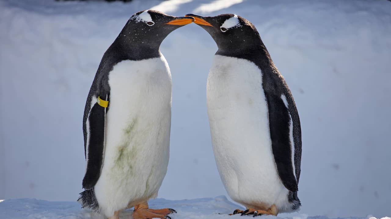 Pinguïns Antarctica lijken broedseizoen aan te passen wegens klimaatverandering