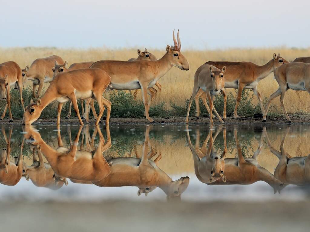 Een kudde saiga-antilopes