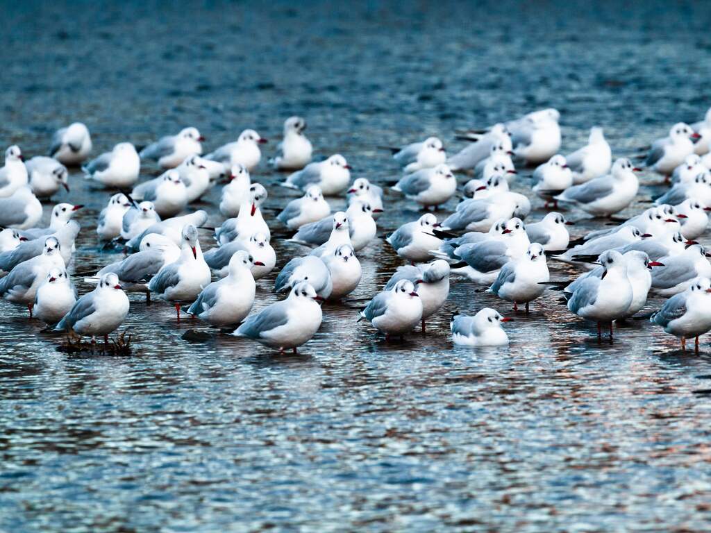 Pluimveehouderijen zijn vogelgriepvrij, maar we zijn nog lang niet van het virus af