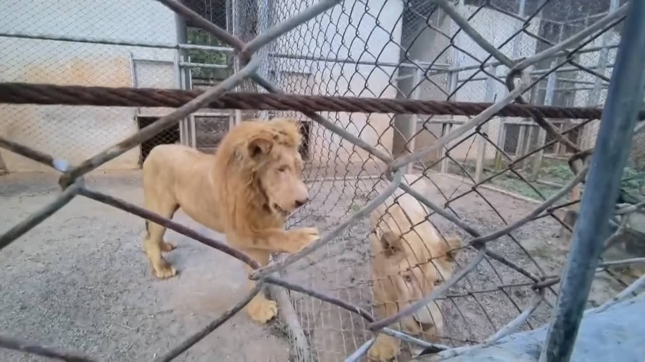 Video | Thailand vangt verzwakte dieren op na vondst door leger in Cambodja
