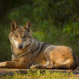 NU+ | Het afschieten van bijtende wolven kan andere wolven helpen