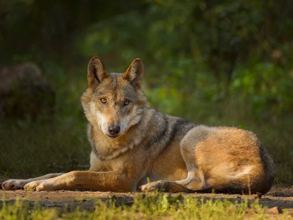 Doden van twee wolven kan draagvlak voor andere wolven juist vergroten
