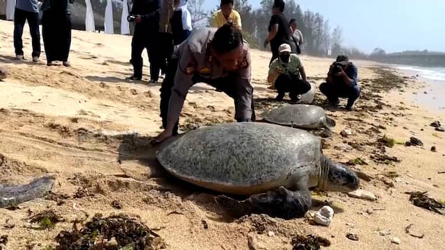 Groene zeeschildpadden vrijgelaten in Indische Oceaan