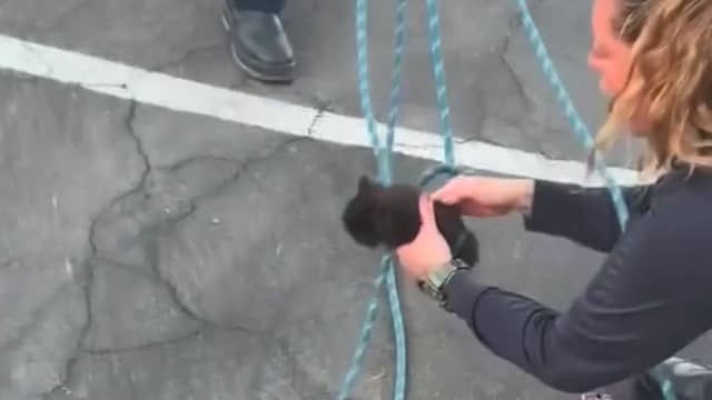 Amerikaanse brandweerlieden redden kitten met touw uit put