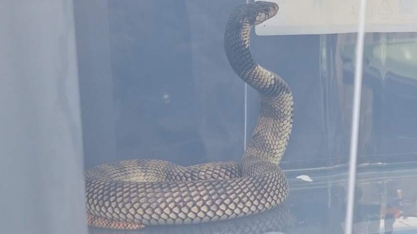 Ontsnapte giftige cobra eindelijk gevangen in Lelystad