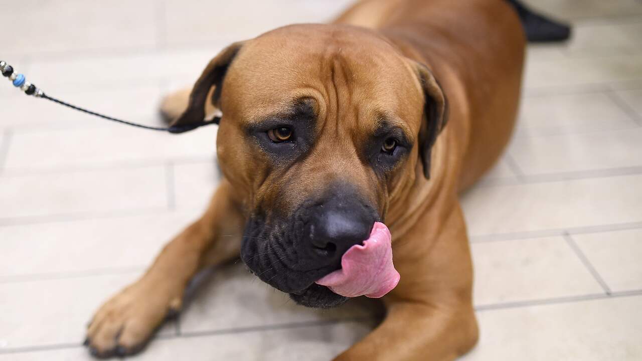 Ontsnapte hond ontregelt verkeer kort op A2 bij Weert