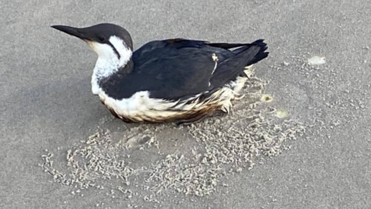 Bijna honderd met olie besmeurde vogels aangespoeld aan Noordzeekust