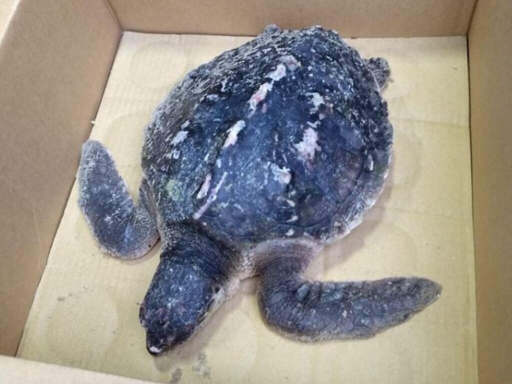 Zeldzame vondst in Zeeland: levende zeeschildpad spoelt aan op strand