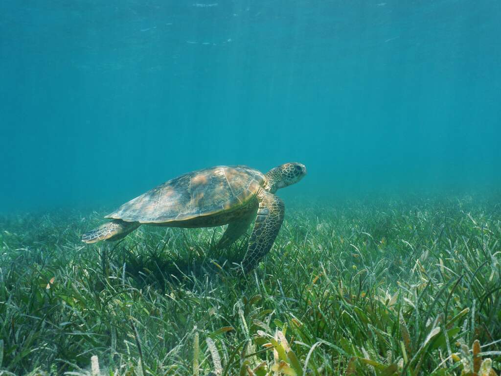 Zeegras is niet alleen goed voor klimaat, maar ook voor dieren en waterkwaliteit