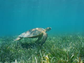 Zeegras is niet alleen goed voor klimaat, maar ook voor dieren en waterkwaliteit