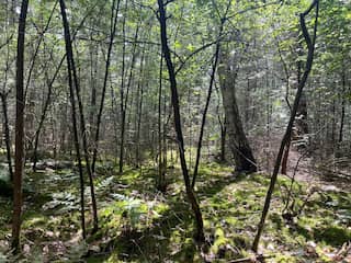Het bos dat eigen rechten kreeg