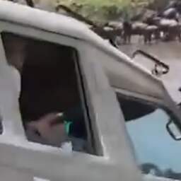 Video | Jeep in Tanzania belandt tijdens safari in rivier vol krokodillen