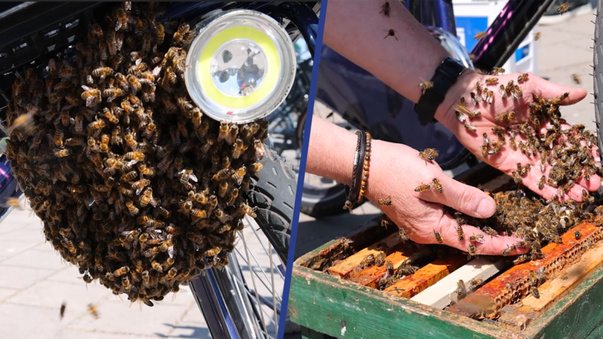 Imker in Haarlem haalt duizenden bijen onder fietsmand vandaan