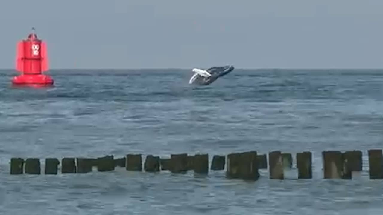 Video | Bultrug springt uit het water bij Zoutelande