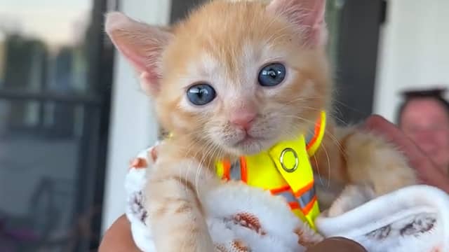 Bouwvakkers horen gemiauw en bevrijden kitten uit graafmachine in VS
