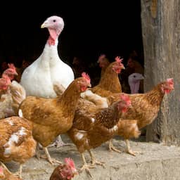 Nauwelijks besmettingen met vogelgriep in Nederland, ophokplicht ingetrokken