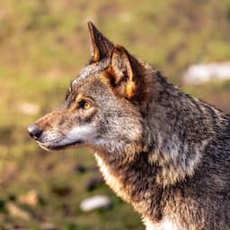 Beschermde status van wolf wordt verlaagd in EU: afschieten stapje dichterbij