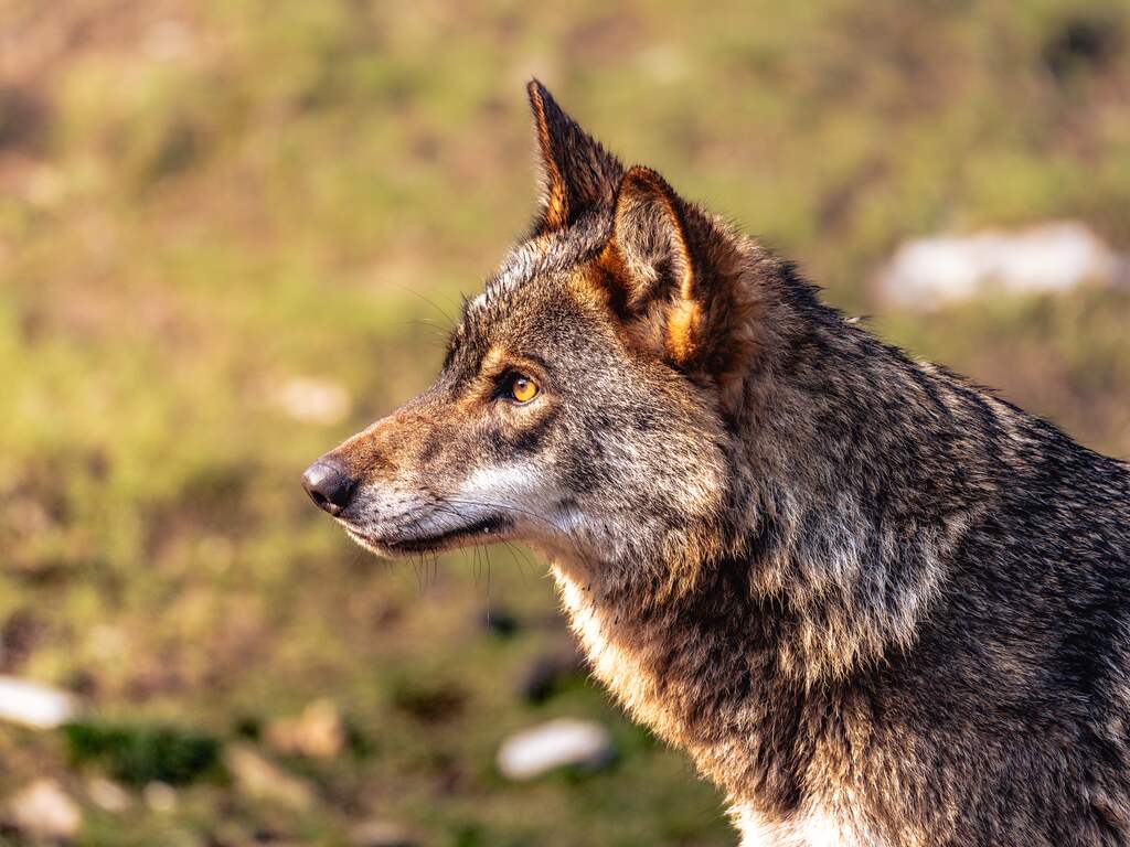 Beschermde status van wolf wordt verlaagd in EU: afschieten stapje dichterbij