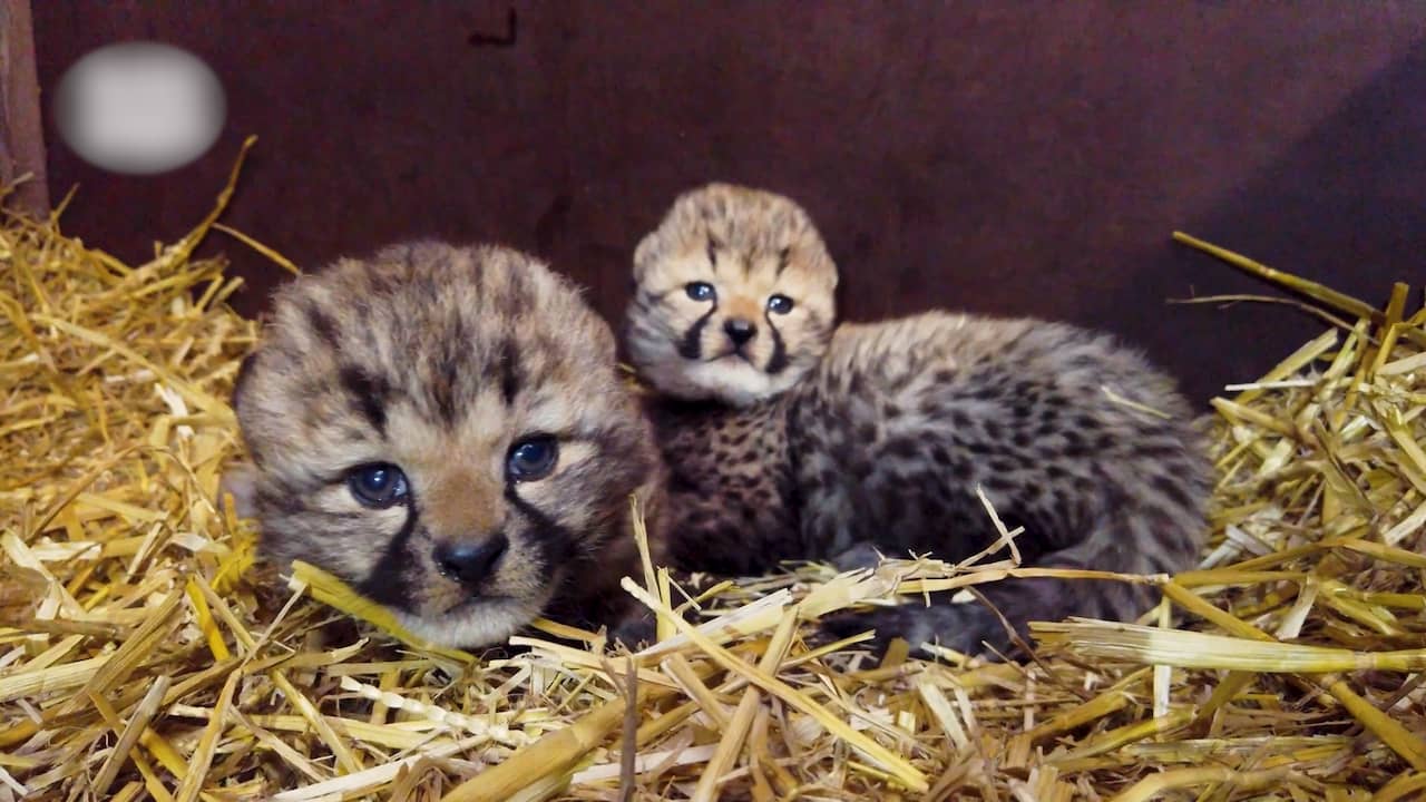 Video | Beekse Bergen deelt eerste beelden van pasgeboren cheetawelpjes