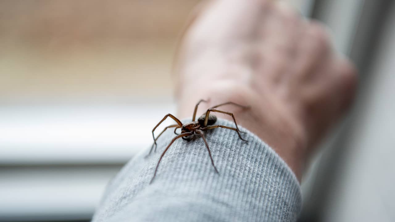 Waarom we spinnen moeten koesteren in plaats van bang voor ze te zijn |  NUweekend | NU.nl