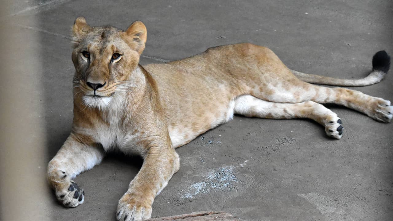 Drie leeuwinnen vermoedelijk door hitte overleden in dierentuin in Tokio