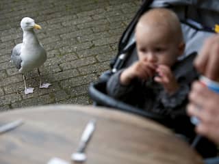 De brutale (en beschermde) meeuw rukt op in de stad: 'Net Bonnie en Clyde'