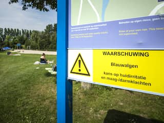 Steeds meer ziekmakende blauwalgen in zwemplassen afgelopen jaren