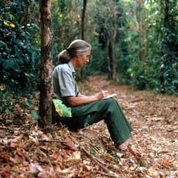 NU+ | Onuitputtelijke Goodall liet de wereld écht kennismaken met chimpansees