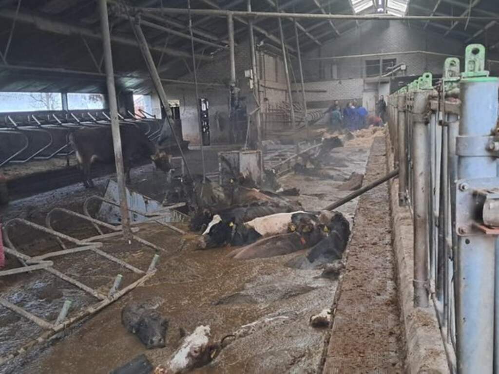 Alle koeien gered uit gierput in Westbroek, onduidelijk waarom stalvloer het begaf